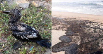 Por derrame de hidrocarburos cierran cuatro playas de Oaxaca