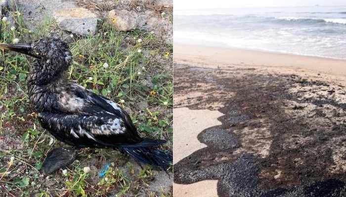Por derrame de hidrocarburos cierran cuatro playas de Oaxaca