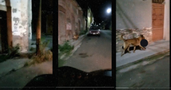 VIDEO: Captan a perro cargando una cabeza humana en Monte Escobedo, Zacatecas