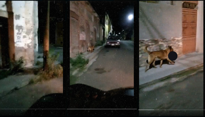 VIDEO: Captan a perro cargando una cabeza humana en Monte Escobedo, Zacatecas