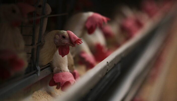 Jalisco sin nuevos casos de influenza aviar