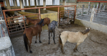 En México se matan medio millón de caballos al año