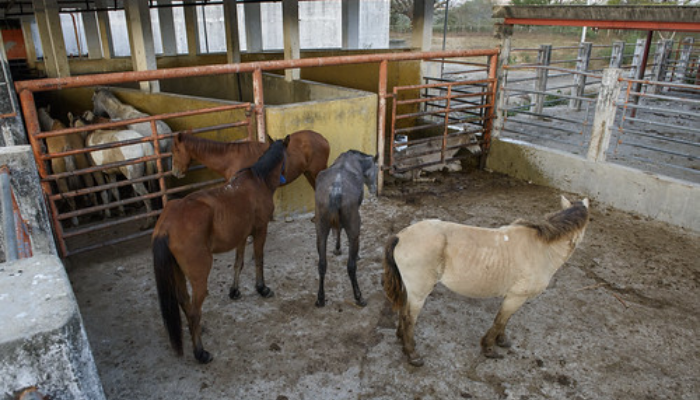 En México se matan medio millón de caballos al año