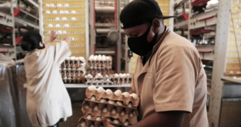 Jalisco hará operativo de prevención contra influencia aviar