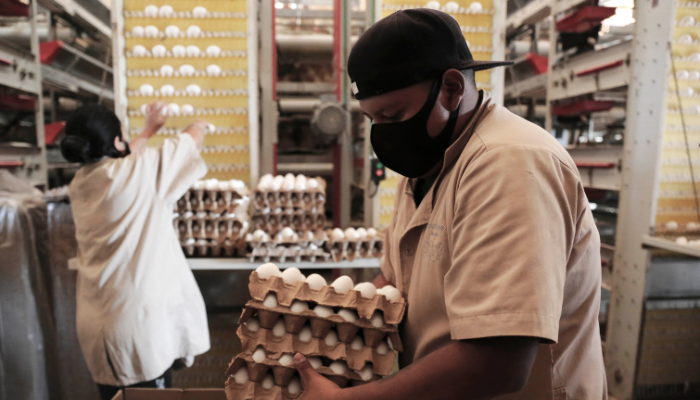 Jalisco hará operativo de prevención contra influencia aviar