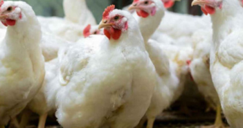 Gripe aviar no representa riesgo a la salud humana: AMLO