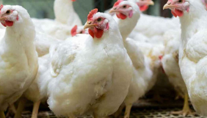 Gripe aviar no representa riesgo a la salud humana: AMLO