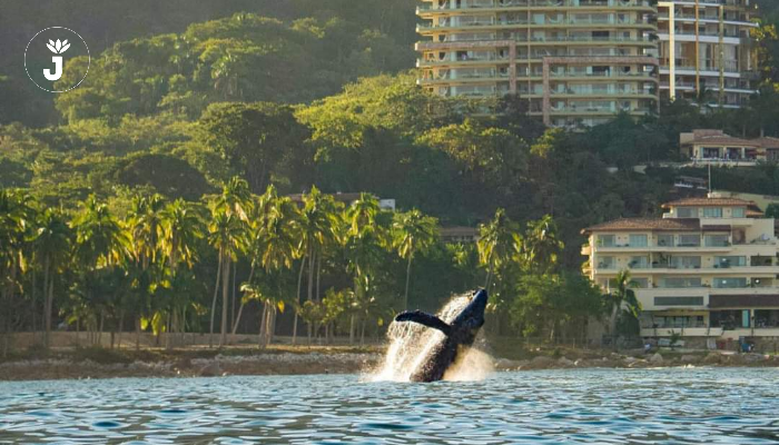 Playas de Jalisco y Nayarit aptas: COFEPRIS