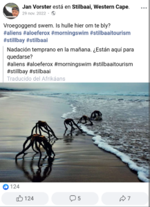 ¿Qué son las "criaturas" que salen del mar en Sudáfrica?