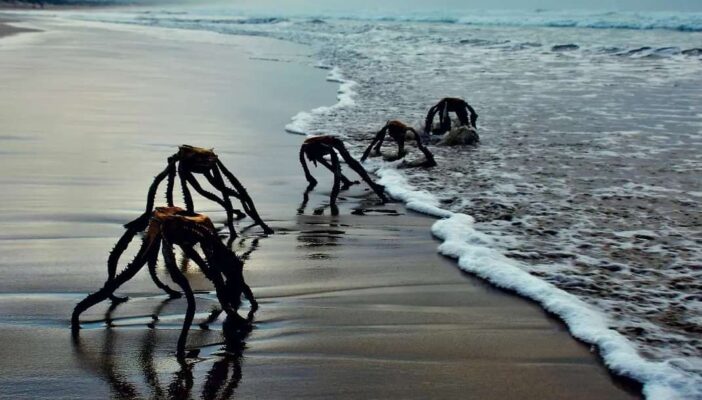 ¿Qué son las "criaturas" que salen del mar en Sudáfrica?