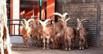 Sacrifican 4 cabras del zoológico de Chilpancingo para fiesta de fin de año