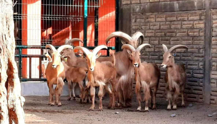 Sacrifican 4 cabras del zoológico de Chilpancingo para fiesta de fin de año