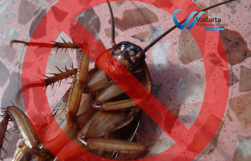 ¿Por qué las cucarachas salen con el calor?