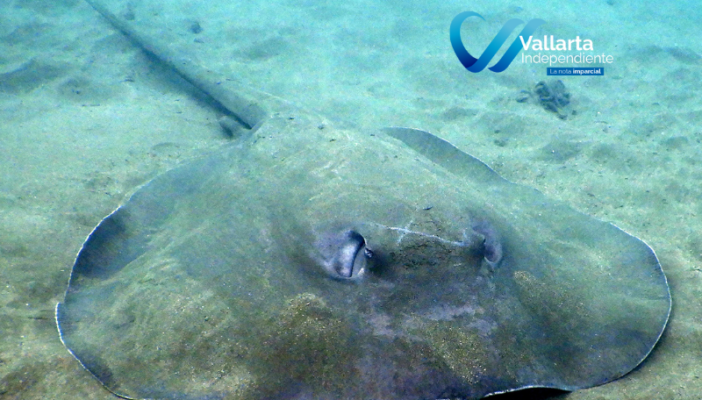 mantarraya en vallarta