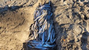 Cientos de peces muertos aparecen en playa Flamingos: ¿Por qué?