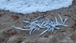 Cientos de peces muertos aparecen en playa Flamingos: ¿Por qué? 2 Cientos de peces muertos aparecen en playa Flamingos: ¿Por qué?