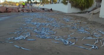 peces muertos en vallarta