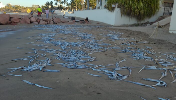 peces muertos en vallarta