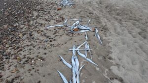 Cientos de peces muertos aparecen en playa Flamingos: ¿Por qué? 3 puerto vallarta peces muertos