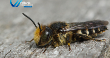 ¿Dónde se encuentra la abeja más grande del mundo?