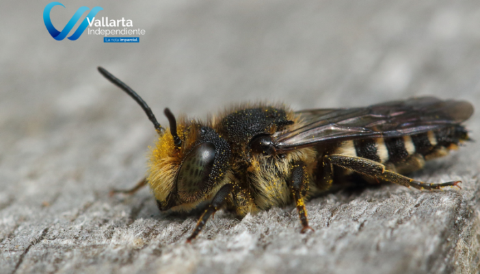 ¿Dónde se encuentra la abeja más grande del mundo?