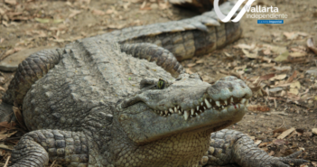hay cocodrilos en puerto vallarta