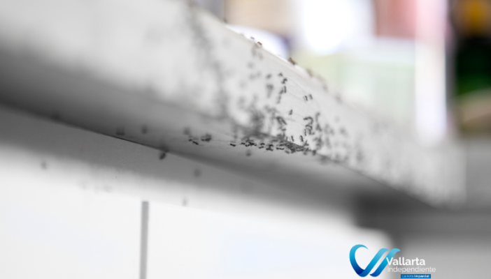 formas de eliminar hormigas