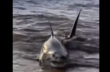 tiburón en BaHIA DE BANDERAS