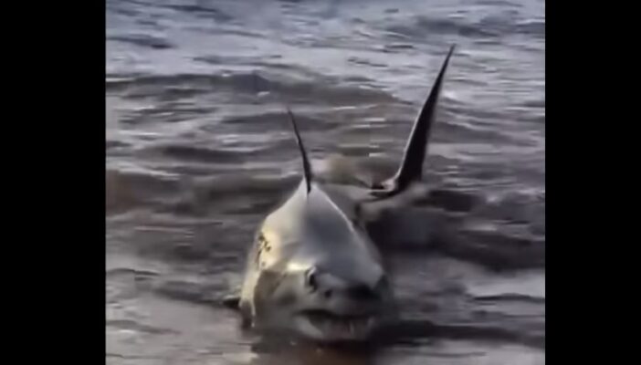 tiburón en BaHIA DE BANDERAS