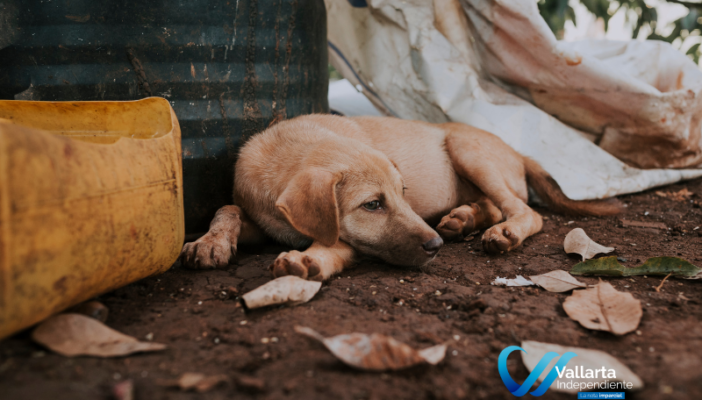 carnicería clandestina