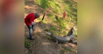 videos de cocodrilos