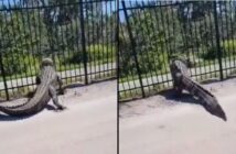 videos de cocodrilos: cocodrilo rompe puerta