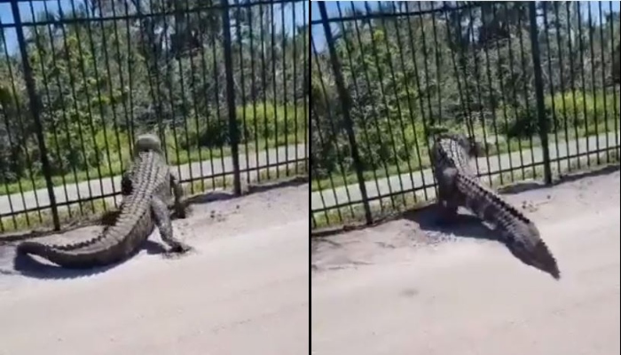 videos de cocodrilos: cocodrilo rompe puerta