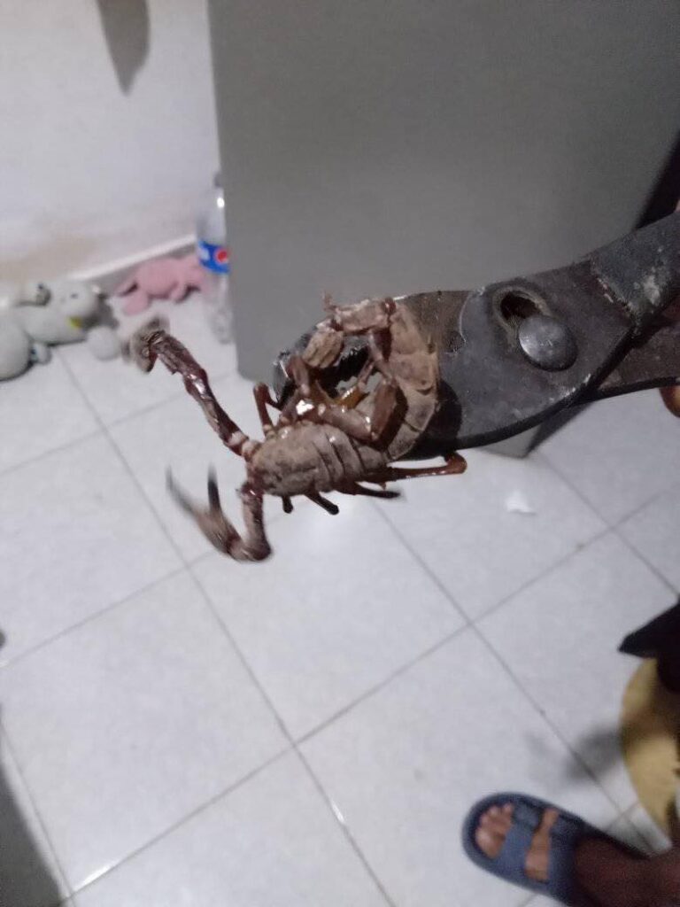 Hombre encuentra alacrán gigante en su casa 1 alacran gigante yucatan