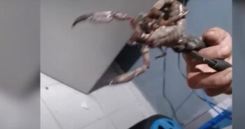 alacran gigante en yucatan