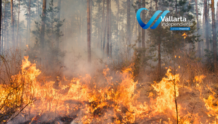 ¿Qué se puede hacer para prevenir los incendios forestales?