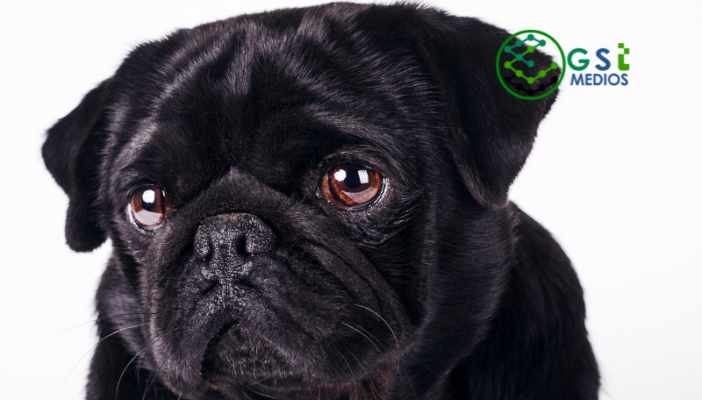 ¿Dónde denunciar el maltrato animal en Jalisco?