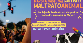 marcha nacional contra el maltrato animal en puerto vallarta