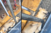 video viral de perrito dormido en tienda