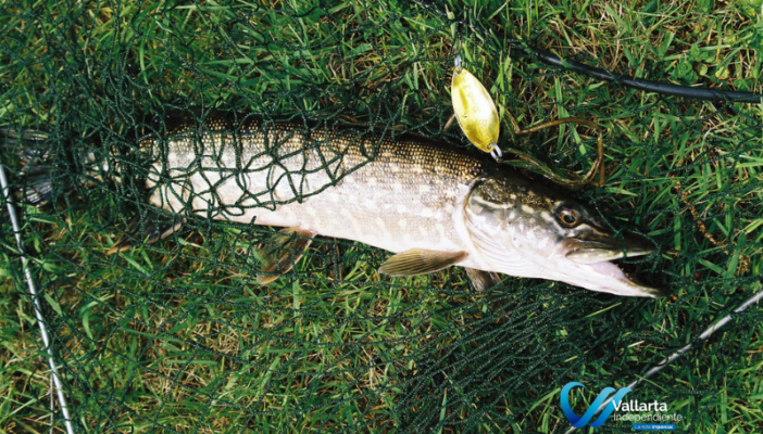 pez “cabeza de serpiente”