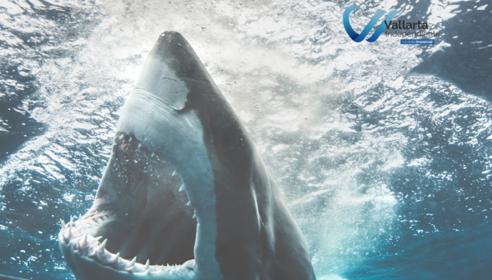videos de tiburones atacando a personas