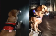 videos virales perro que pasa a recoger a su dueña