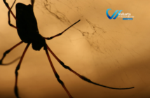 ¿Qué es la aracnofobia y cómo se cura?