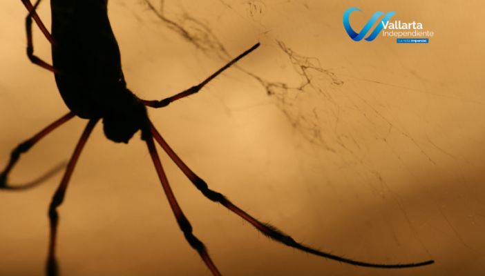 ¿Qué es la aracnofobia y cómo se cura?