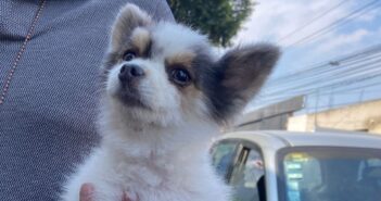 noticias de tlaquepaque