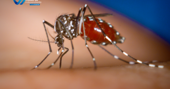 formas de prevenir el dengue