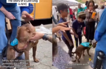 perrito perdido mocha