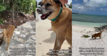 perrito sordo que trabaja como guia de turistas en playa