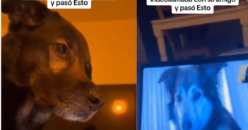 viral perritos interactuando en videollamada