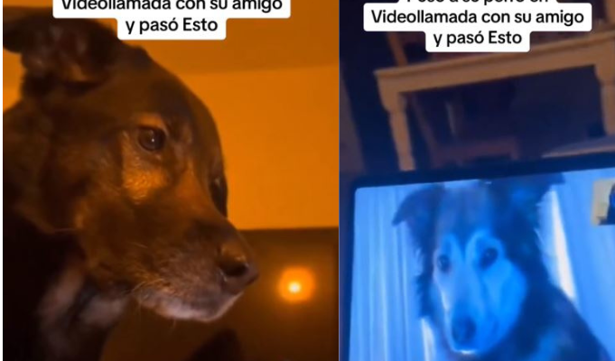 viral perritos interactuando en videollamada